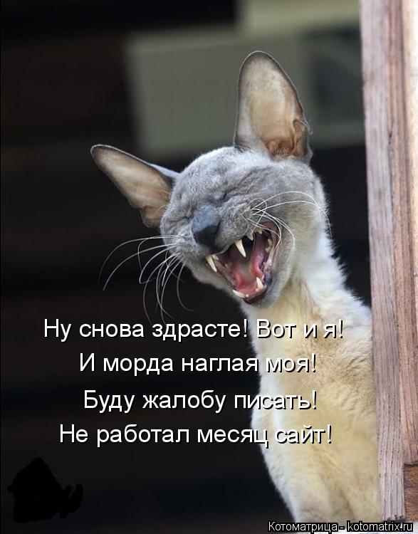 Буду жалобу писать! Не работал месяц сайт! Ну снова здрасте! Вот и я! И морда наглая моя!... Котоматрица: Буду жалобу писать! Не работал месяц сайт! Ну снова здрасте! Вот и я! И морда наглая моя!