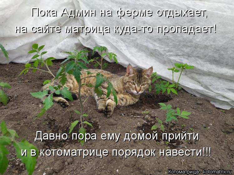 Пока Админ на ферме отдыхает, на сайте матрица куда-то пропадает! Давно пора ему домой прийти и в кот... Котоматрица: Пока Админ на ферме отдыхает, на сайте матрица куда-то пропадает! Давно пора ему домой прийти и в котоматрице порядок навести!!!
