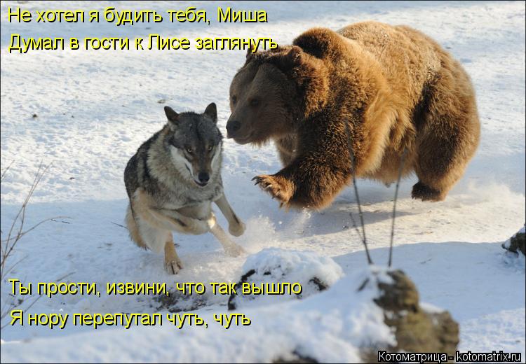 Не хотел я будить тебя, Миша Думал в гости к Лисе заглянуть Ты прости, извини, что так вышло Я нор... Котоматрица: Не хотел я будить тебя, Миша Думал в гости к Лисе заглянуть Ты прости, извини, что так вышло Я нору перепутал чуть, чуть