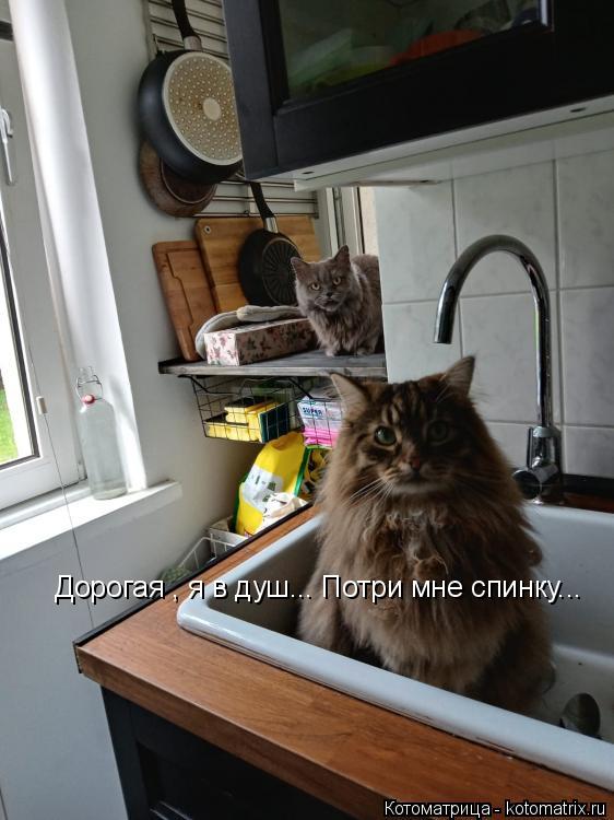 Котоматрица: Дорогая , я в душ... Потри мне спинку...