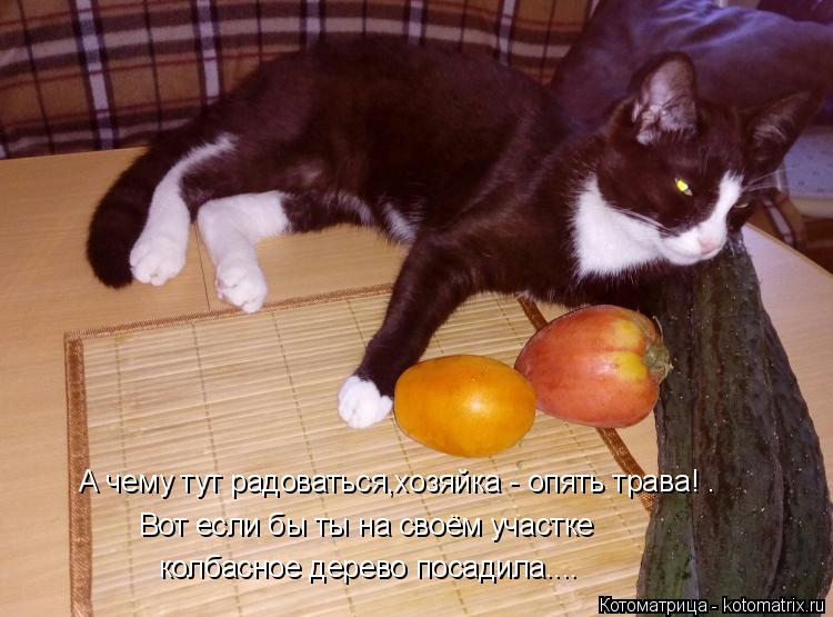 А чему тут радоваться,хозяйка - опять трава! . Вот если бы ты на своём участке колбасное дерево поса... Котоматрица: А чему тут радоваться,хозяйка - опять трава! . Вот если бы ты на своём участке колбасное дерево посадила....
