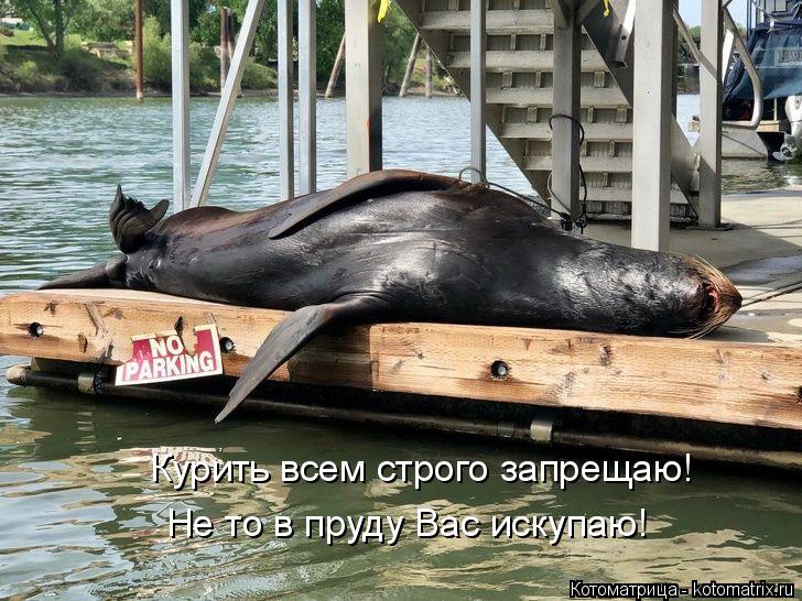 Курить всем строго запрещаю! Не то в пруду Вас искупаю!... Котоматрица: Курить всем строго запрещаю! Не то в пруду Вас искупаю!