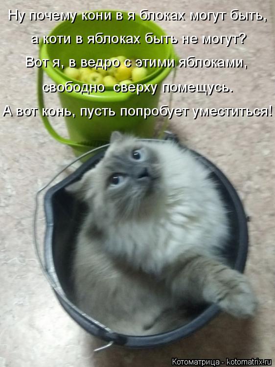 Ну почему кони в я блоках могут быть, а коти в яблоках быть не могут? Вот я, в ведро с этими яблоками... Котоматрица: Ну почему кони в я блоках могут быть, а коти в яблоках быть не могут? Вот я, в ведро с этими яблоками, свободно сверху помещусь. А вот конь, пус