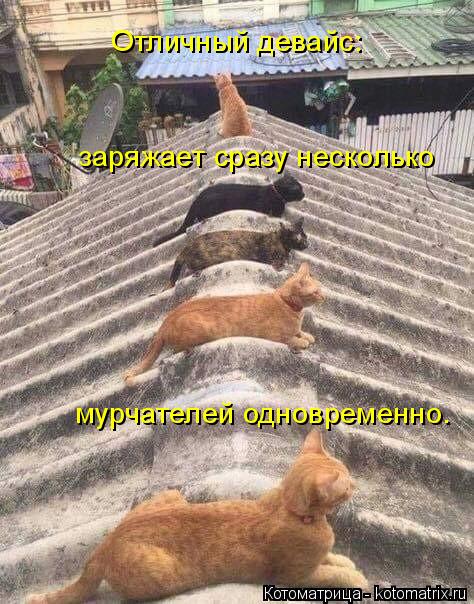 Отличный девайс: заряжает сразу несколько мурчателей одновременно.... Котоматрица: Отличный девайс: заряжает сразу несколько мурчателей одновременно.