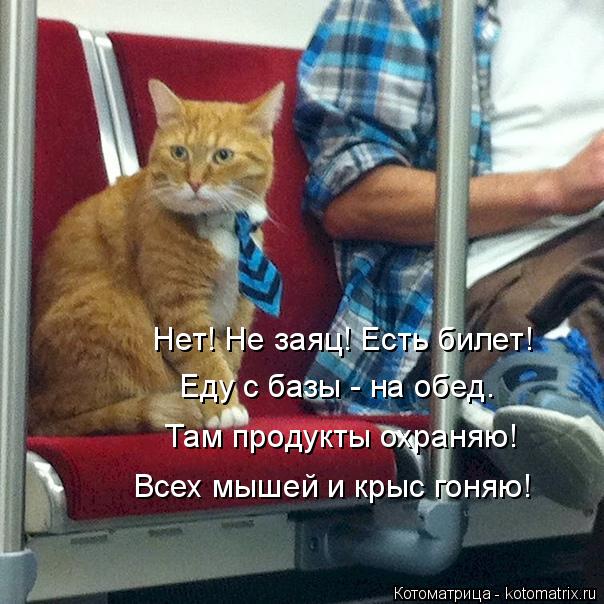 Нет! Не заяц! Есть билет! Еду с базы - на обед. Там продукты охраняю! Всех мышей и крыс гоняю!... Котоматрица: Нет! Не заяц! Есть билет! Еду с базы - на обед. Там продукты охраняю! Всех мышей и крыс гоняю!
