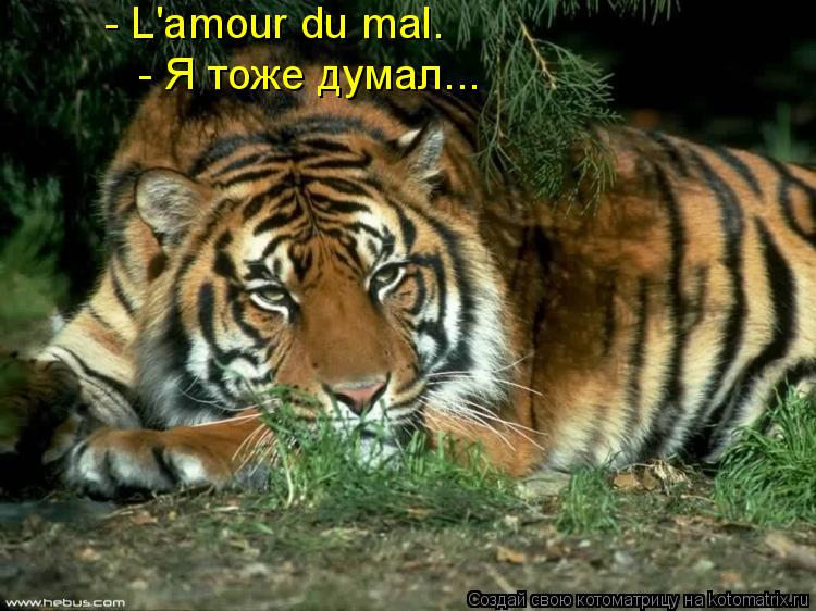 - L'amour du mal. - Я тоже думал...... Котоматрица: - L'amour du mal. - Я тоже думал...
