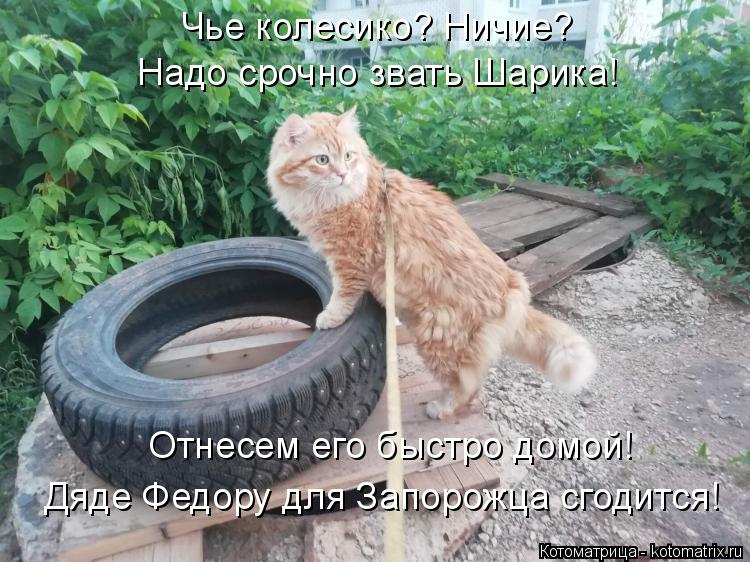 Чье колесико? Ничие? Надо срочно звать Шарика! Отнесем его быстро домой! Дяде Федору для Запорожца сг... Котоматрица: Чье колесико? Ничие? Надо срочно звать Шарика! Отнесем его быстро домой! Дяде Федору для Запорожца сгодится!