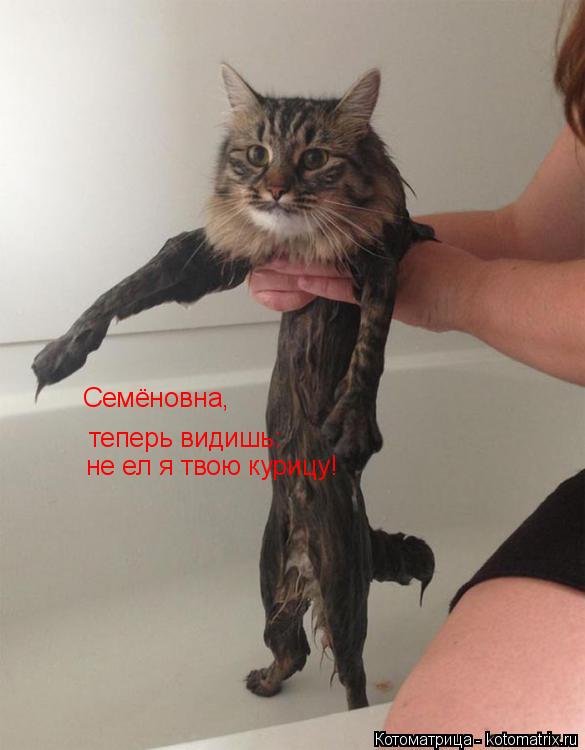 Семёновна, теперь видишь: не ел я твою курицу!... Котоматрица: Семёновна, теперь видишь: не ел я твою курицу!