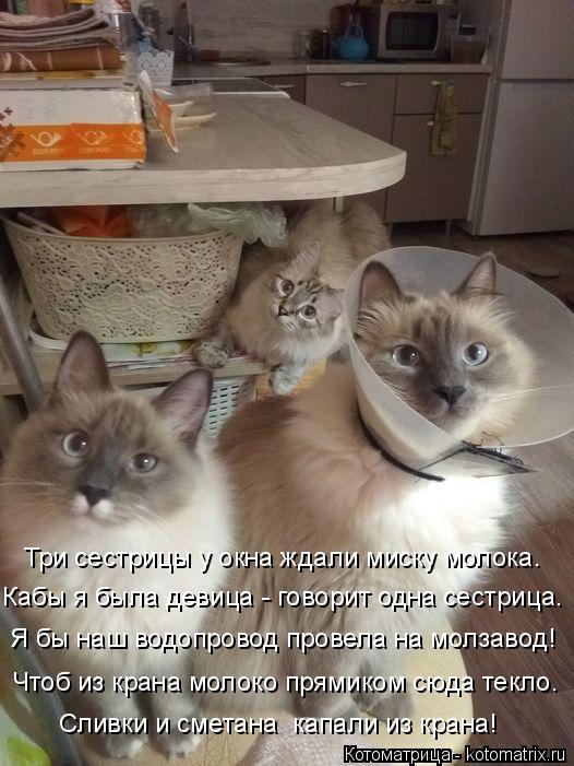 Кабы я была девица - говорит одна сестрица. Чтоб из крана молоко прямиком сюда текло. Сливки и сметан... Котоматрица: Кабы я была девица - говорит одна сестрица. Чтоб из крана молоко прямиком сюда текло. Сливки и сметана капали из крана! Три сестрицы у окна ж?