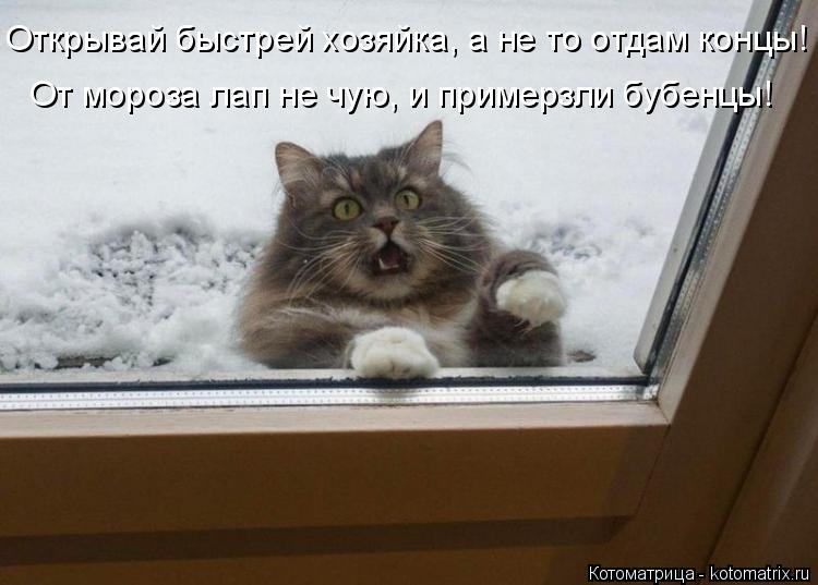 Открывай быстрей хозяйка, а не то отдам концы! От мороза лап не чую, и примерзли бубенцы!... Котоматрица: Открывай быстрей хозяйка, а не то отдам концы! От мороза лап не чую, и примерзли бубенцы!