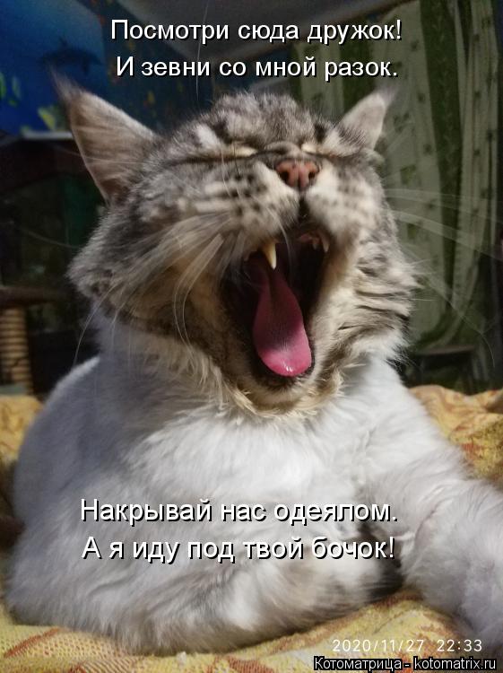 Посмотри сюда дружок! И зевни со мной разок. А я иду под твой бочок! Накрывай нас одеялом.... Котоматрица: Посмотри сюда дружок! И зевни со мной разок. А я иду под твой бочок! Накрывай нас одеялом.