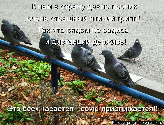 К нам в страну давно проник очень страшный птичий грипп! Так-что рядом не садись и дистанции держись... Котоматрица: К нам в страну давно проник очень страшный птичий грипп! Так-что рядом не садись и дистанции держись! Это всех касается - covid приближается!!!