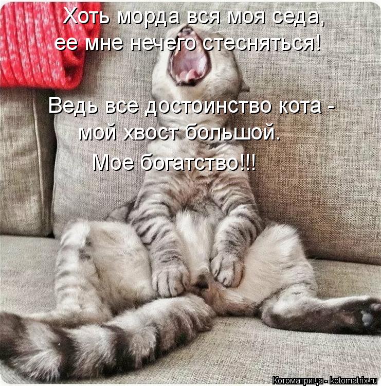 Хоть морда вся моя седа, ее мне нечего стесняться! Ведь все достоинство кота - мой хвост большой. Мое... Котоматрица: Хоть морда вся моя седа, ее мне нечего стесняться! Ведь все достоинство кота - мой хвост большой. Мое богатство!!!