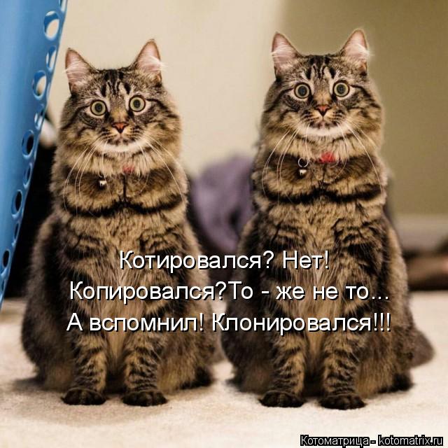 Котировался? Нет! Копировался?То - же не то... А вспомнил! Клонировался!!!... Котоматрица: Котировался? Нет! Копировался?То - же не то... А вспомнил! Клонировался!!!