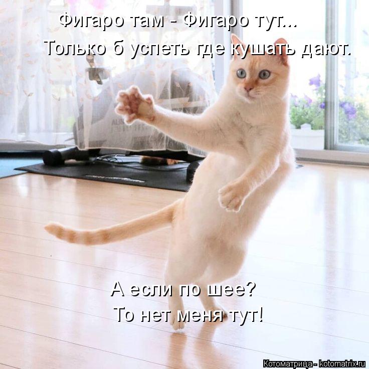Фигаро там - Фигаро тут... Только б успеть где кушать дают. А если по шее? То нет меня тут!... Котоматрица: Фигаро там - Фигаро тут... Только б успеть где кушать дают. А если по шее? То нет меня тут!