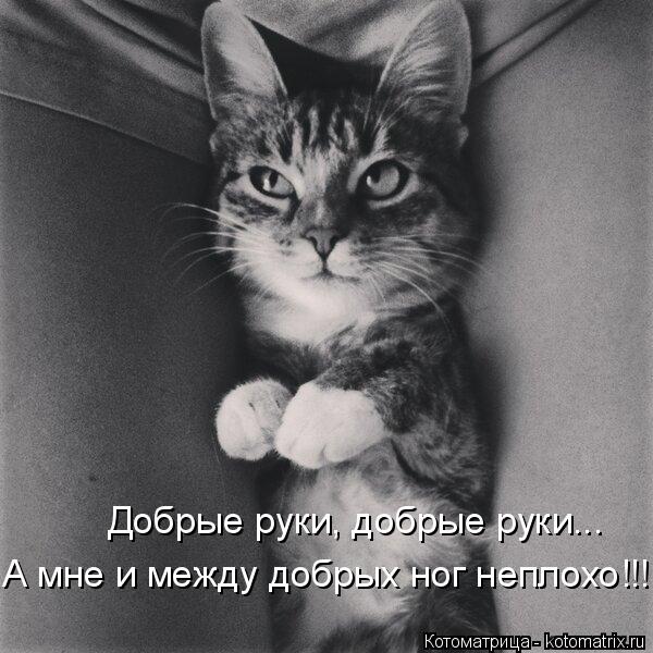 Добрые руки, добрые руки... А мне и между добрых ног неплохо!!!... Котоматрица: Добрые руки, добрые руки... А мне и между добрых ног неплохо!!!