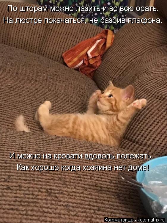 Как хорошо когда хозяина нет дома! И можно на кровати вдоволь полежать... По шторам можно лазить и во... Котоматрица: Как хорошо когда хозяина нет дома! И можно на кровати вдоволь полежать... По шторам можно лазить и во всю орать. На люстре покачаться, не разб?