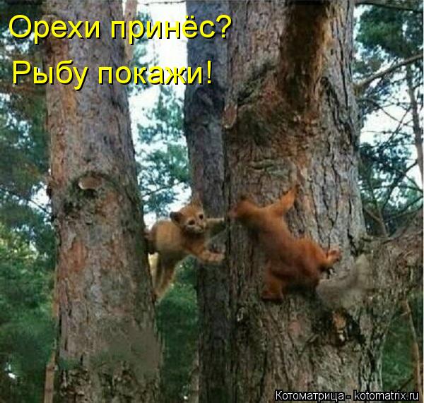 Орехи принёс? Рыбу покажи!... Котоматрица: Орехи принёс? Рыбу покажи!