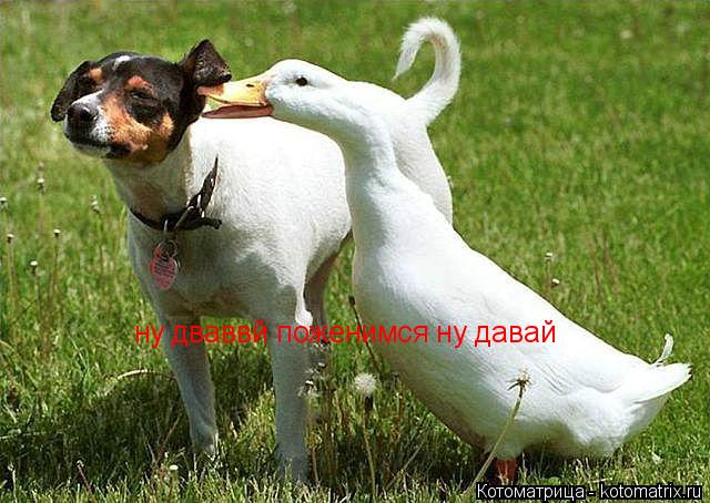 ну дваввй поженимся ну давай... Котоматрица: ну дваввй поженимся ну давай