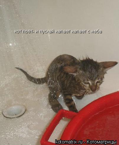 кот поёт- и пускай капает капает с неба... Котоматрица: кот поёт- и пускай капает капает с неба