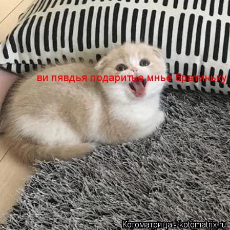 ви пявдья подаритье мнье братиньку... Котоматрица: ви пявдья подаритье мнье братиньку