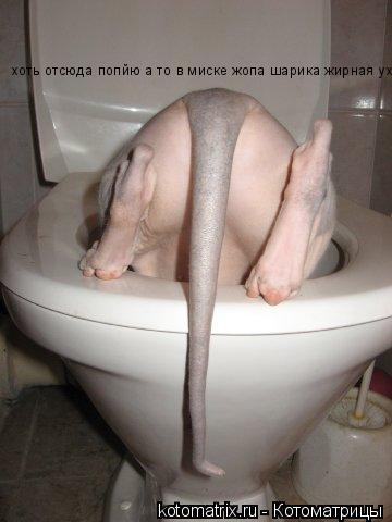 хоть отсюда попйю а то в миске жопа шарика жирная ухх... Котоматрица: хоть отсюда попйю а то в миске жопа шарика жирная ухх