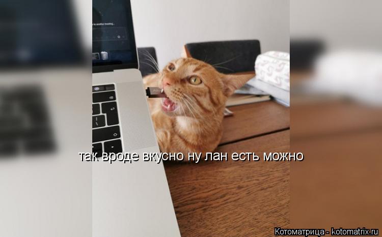 так вроде вкусно ну лан есть можно... Котоматрица: так вроде вкусно ну лан есть можно
