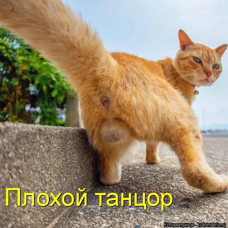 Плохой танцор... Котоматрица: Плохой танцор