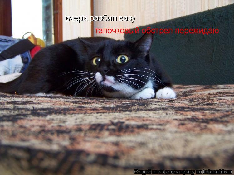 вчера разбил вазу тапочковый обстрел пережидаю вчера разбил вазу... Котоматрица: вчера разбил вазу тапочковый обстрел пережидаю вчера разбил вазу