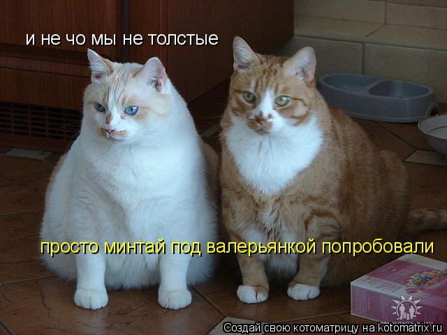 и не чо мы не толстые просто минтай под валерьянкой попробовали... Котоматрица: и не чо мы не толстые просто минтай под валерьянкой попробовали