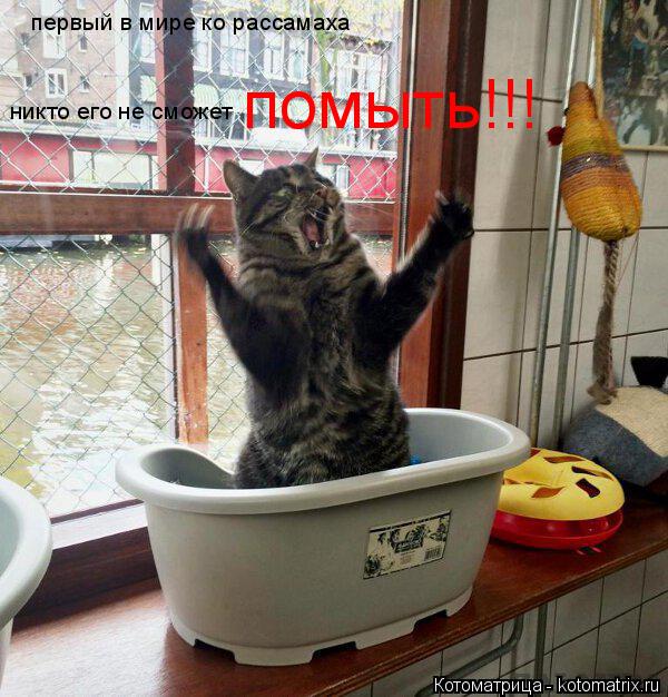 первый в мире ко рассамаха никто его не сможет помыть!!!... Котоматрица: первый в мире ко рассамаха никто его не сможет помыть!!!
