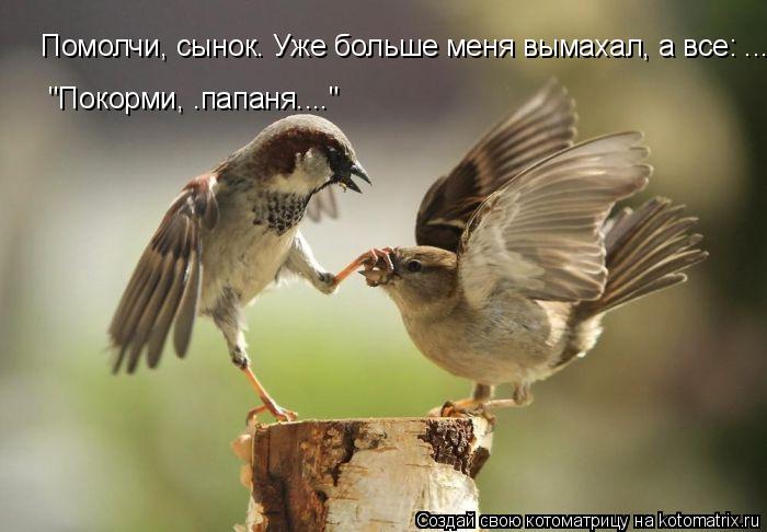 Котоматрица: Помолчи, сынок. Уже больше меня вымахал, а все: .... "Покорми, .папаня...."