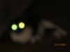 Котикшмотик