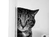 CaTvsMousE