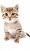 CatBat