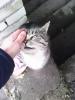 CatLich