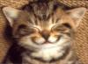 Catty654