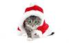 Catyty