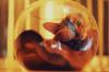 Foxyglance