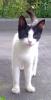 Milana-