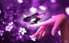 Miracle_