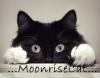 MoonriseCat