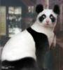 Panda2704