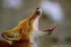 RED_FOX68