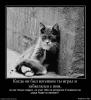 Sofya_Cat