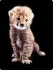 Tecat