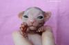 Yoicat