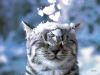 _-Cat-_