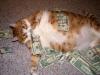 _LoVe_CaTs_