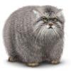 catter